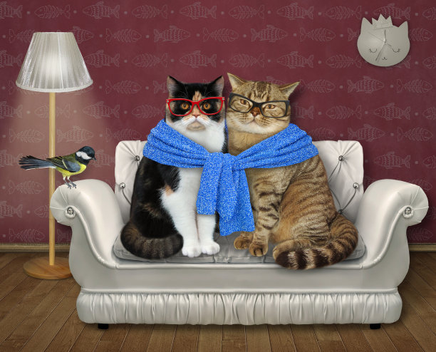 两只猫系着蓝围巾在家图片下载