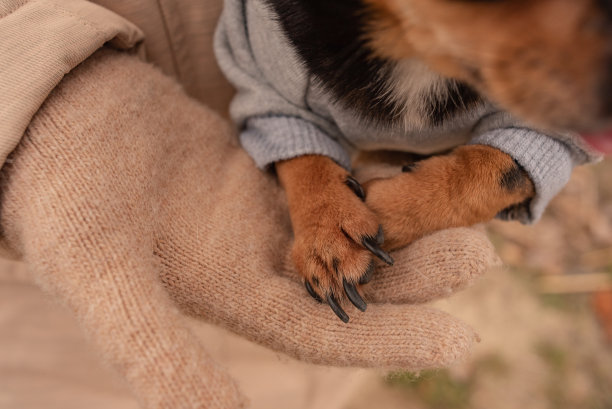 一只狗的爪子在一个女孩的手上特写。一个戴着米色手套和棕色宠物爪子的少女的手。对动物的爱的概念。狗是人类的朋友图片下载