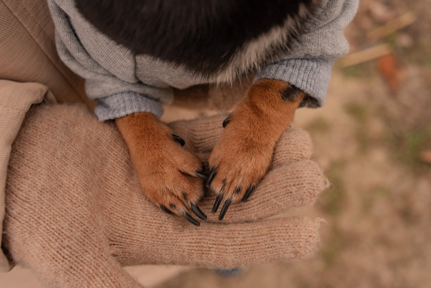 一只狗的爪子在一个女孩的手上特写。一个戴着米色手套和棕色宠物爪子的少女的手。对动物的爱的概念。狗是人类的朋友图片下载