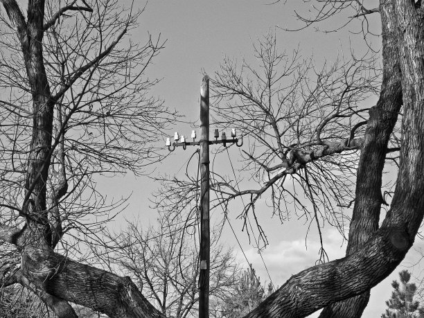 在公园的一棵老树后面有一根电线杆图片下载