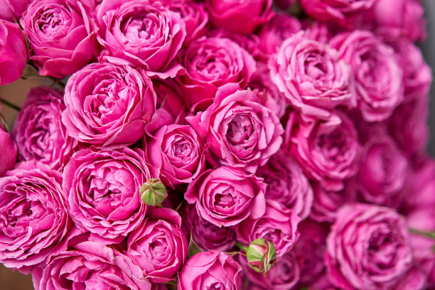 花瓶里的粉红玫瑰枝。夏天的背景。一束玫瑰是母亲节的礼物。花的照片花的网上商店和交付的目录。图片下载