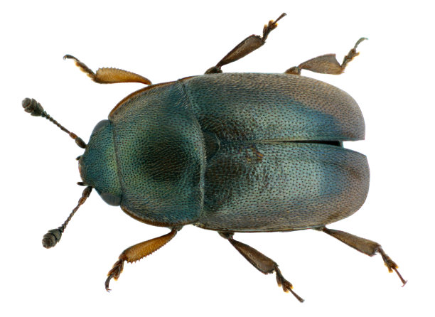 冬季油菜花被芸苔属植物(前Meligethes)损害。它是一种丰富的花粉甲虫，是油菜的重要害虫。图片下载