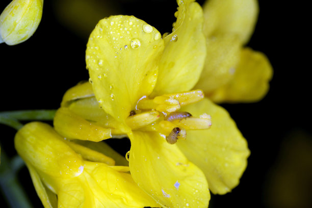油菜属植物的幼虫在油菜花上图片下载