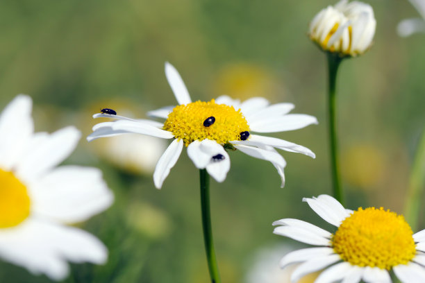 冬季油菜花被芸苔属植物(前Meligethes)损害。它是一种丰富的花粉甲虫，是油菜的重要害虫。图片下载
