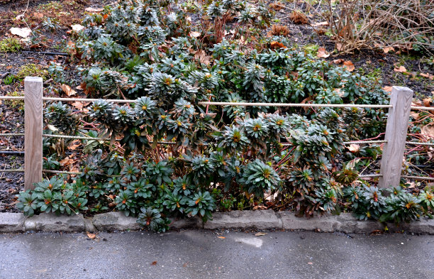 一个绳子围栏在城市公园保护花坛从入口的人，狗或自行车进入花坛分隔草坪道路从花坛图片下载