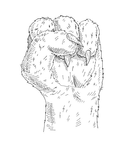 猫爪与紧握的拳头。复古单色孵化插图孤立在白色图片下载