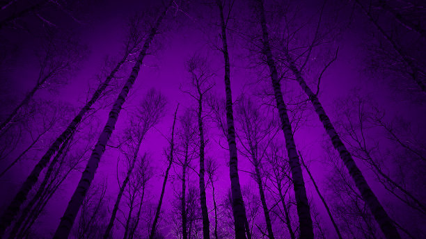 黑暗的森林。紫色的天空。高大树木的黑色剪影。恐怖神秘的噩梦幽灵般的恐惧概念。悲观的气氛图片下载