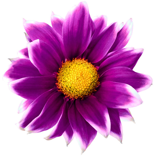 黛西紫色。花在孤立的白色背景与裁剪路径没有阴影。特写镜头。为设计。大自然。图片下载
