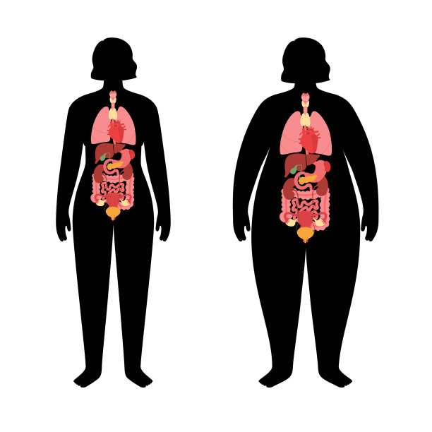 肥胖人体的器官图片下载