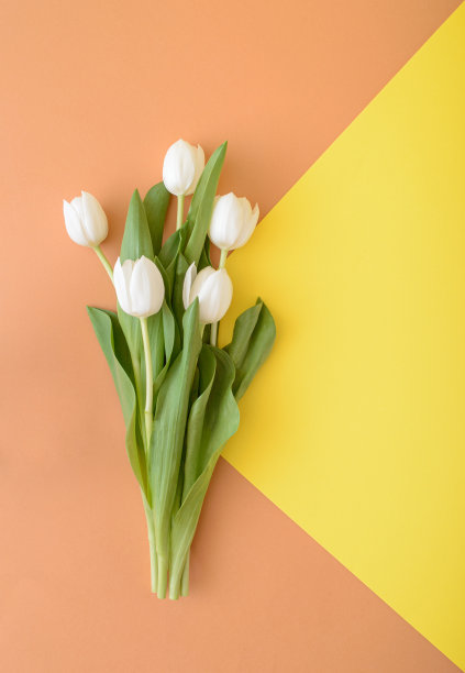 一束白色郁金香花，背景为黄色和浅棕色。2021年春季概念生活方式。插花与复制空间。图片下载