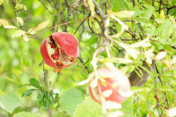 树枝上绽开的石榴果实。图片下载