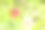 树枝上绽开的石榴果实。图片下载
