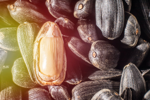 葵花籽特写镜头图片下载