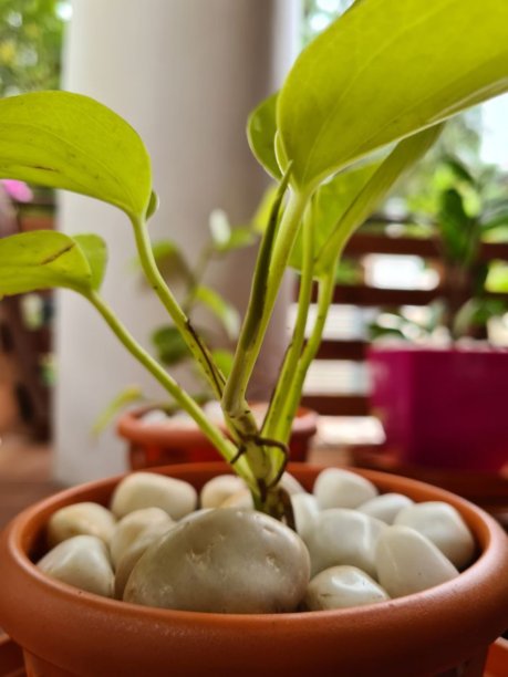 在花盆中种植图片下载