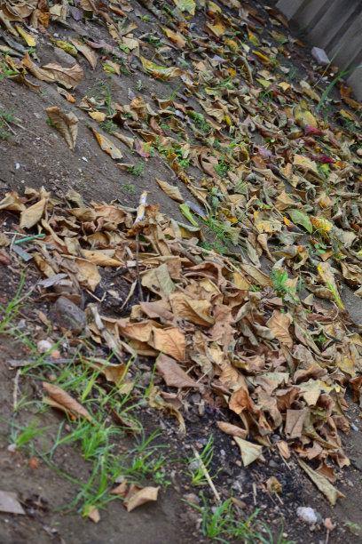 一堆干树叶图片下载