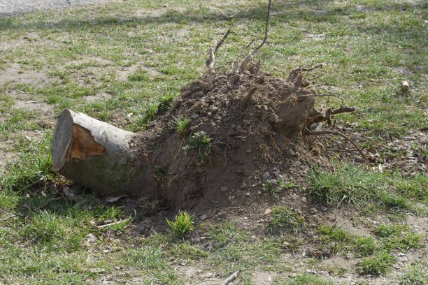 公园遭受风暴破坏图片下载