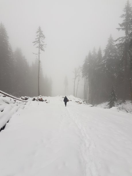 雪沉默图片下载