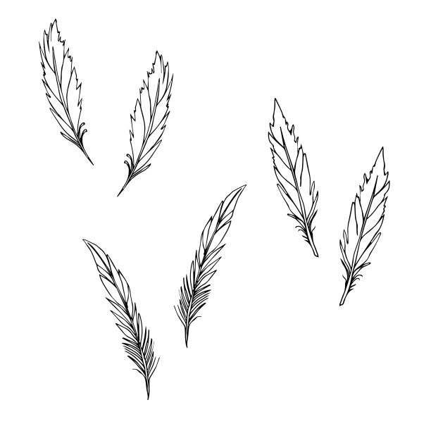 手绘羽毛设置在白色背景图片下载