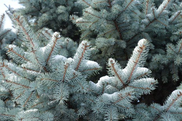 12月，蓝色云杉的细枝上覆盖着雪图片下载