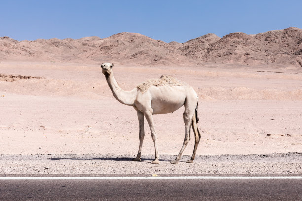 埃及南西奈的野生骆驼图片下载