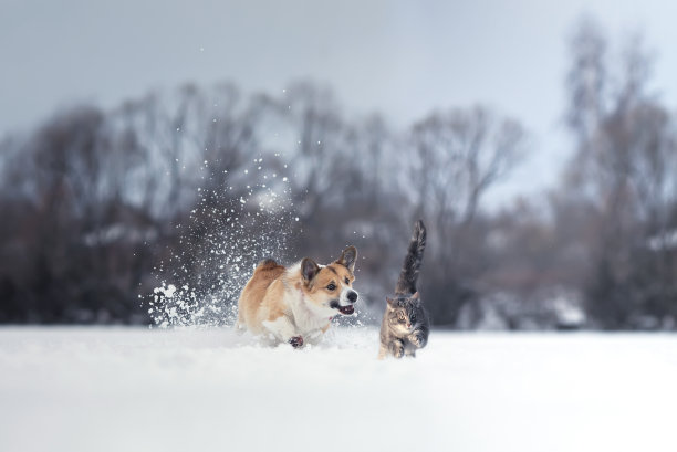 柯基狗跑着追上了白雪中的一只灰虎斑猫图片下载