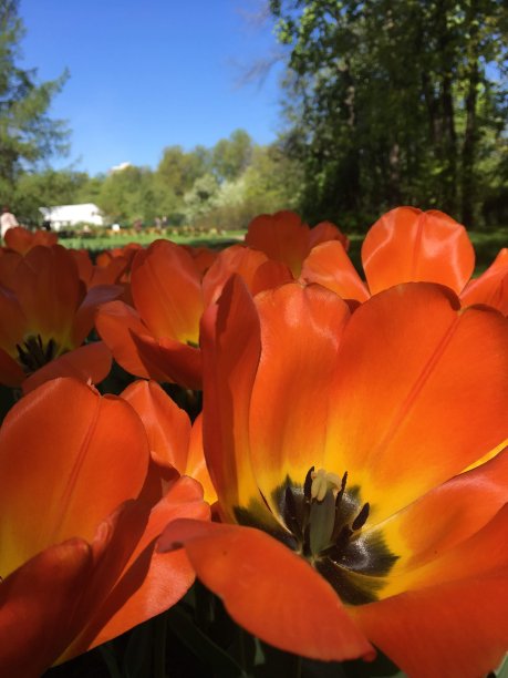 在中央公园的文化和休息在圣彼得堡埃拉金岛的郁金香节图片下载