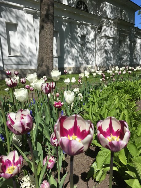 在中央公园的文化和休息在圣彼得堡埃拉金岛的郁金香节图片下载