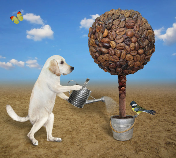 狗在浇大咖啡树图片下载