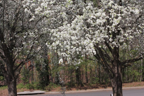 狗木在2021年3月20日前开花。图片下载