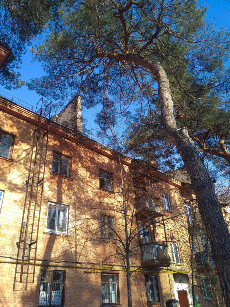 砖房屋顶上的松树图片下载