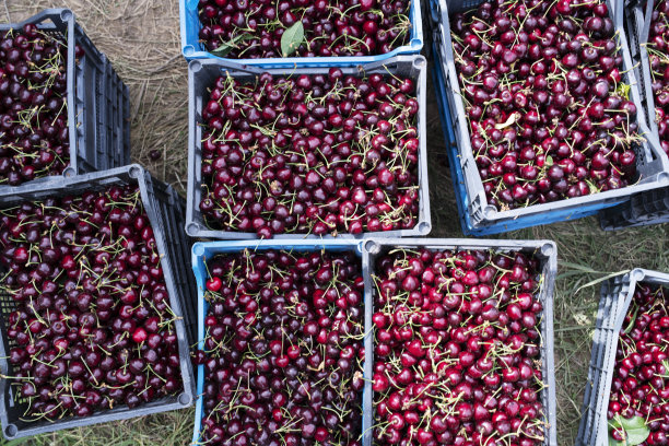 樱桃丰收。图片下载