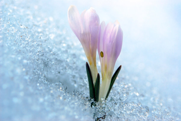 野生藏红花图片下载