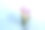 野生藏红花图片下载