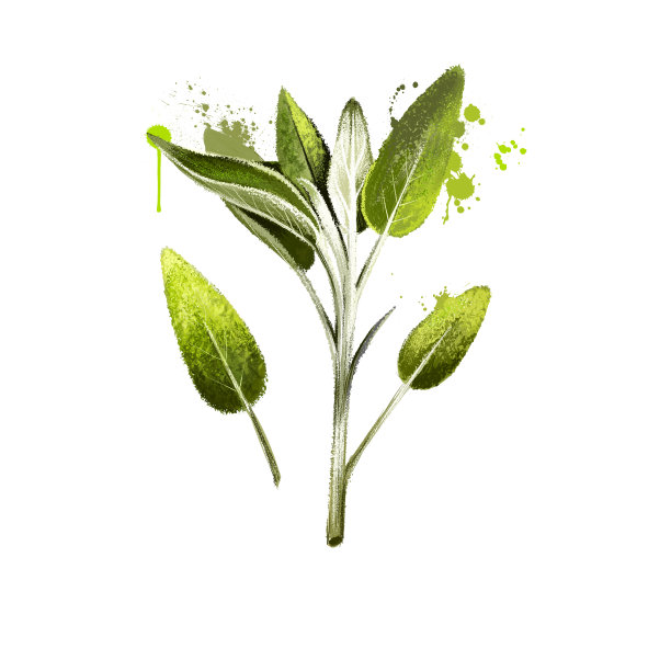 鼠尾草束手绘。现实的鼠尾草叶子孤立在白色。草本雕刻风格插图。有机产品详细示意图。烹饪辛辣成分。香草和香料。数字艺术图片下载