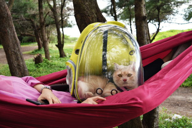 安哥拉猫在背包承运人在吊床，旅行与宠物概念。图片下载