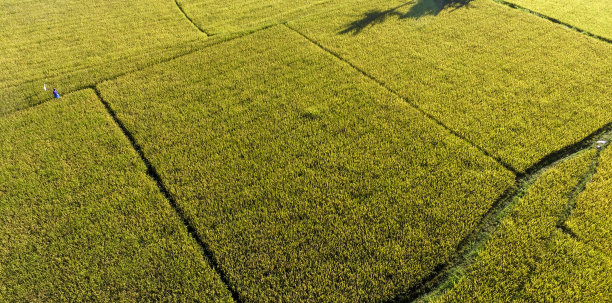 空中农业在稻田，黄稻田图片下载