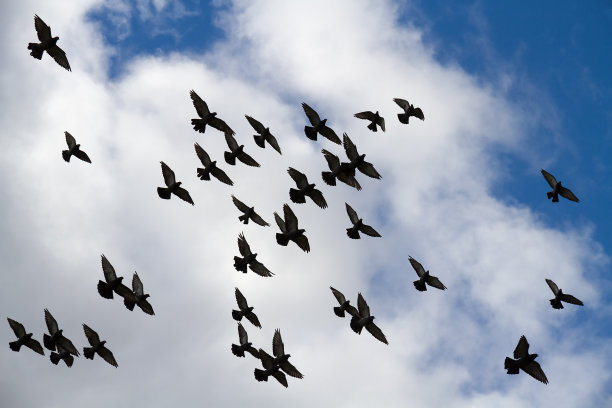 群鸽子。图片下载