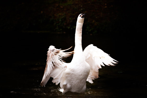 神奇的天鹅舞图片下载
