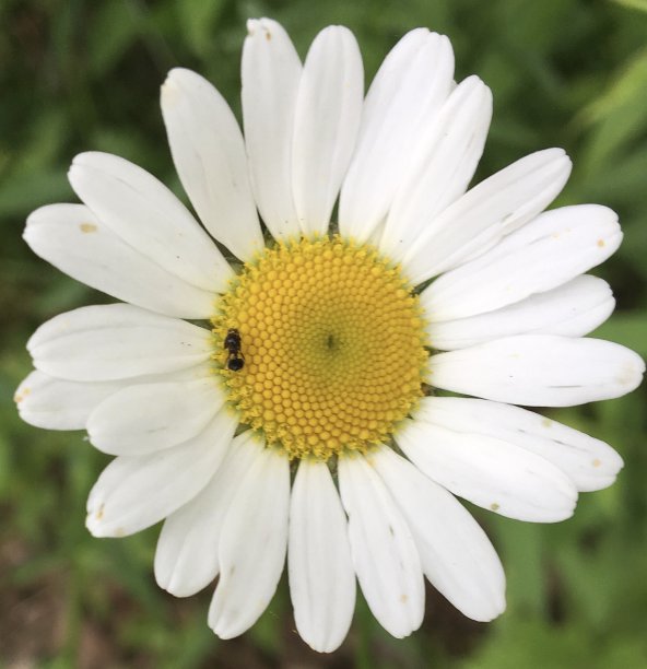 错误在黛西图片下载