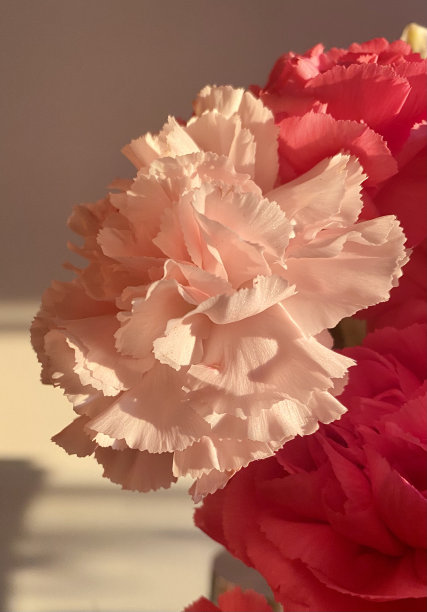 粉色的康乃馨图片下载