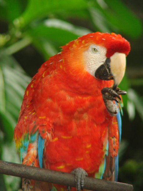 丛林里的金刚鹦鹉图片下载