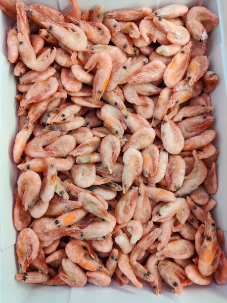 冻鲜王虾。美味的虾。关闭了。新鲜虾背景图片下载