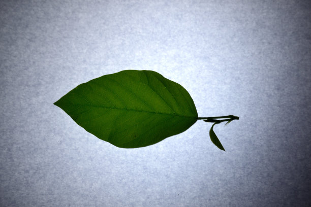 叶子的轮廓图片下载