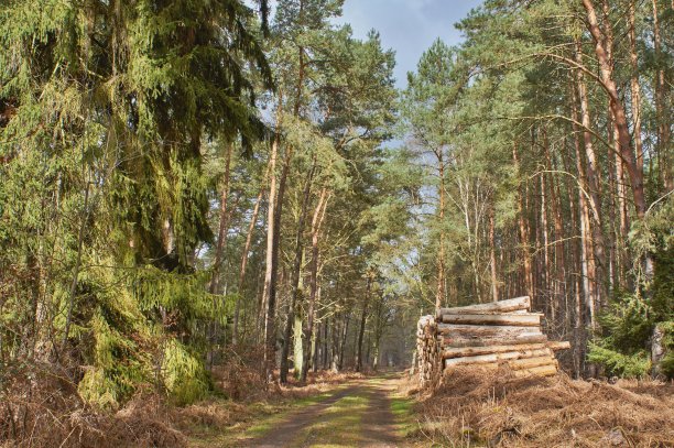 春天美丽的森林图片下载