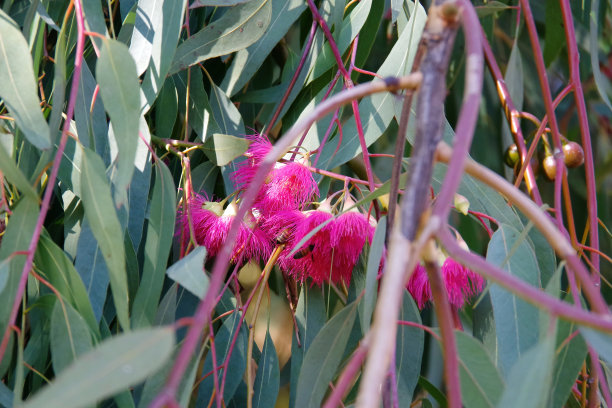 粉红色花朵上的蜜蜂图片下载