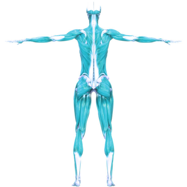 人体肌肉是人体肌肉系统解剖学的一部分图片下载