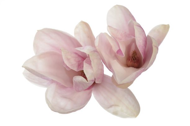 木兰的花图片下载