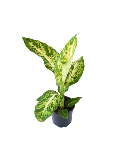 小叶百合花植物生长在带有绿叶的塑料盆中，在白色背景上孤立和修剪路径。植物生长在住宅和办公室等地方。植物装饰的概念。图片下载