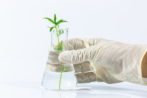 实验室玻璃试管中的绿色新鲜植物，白色背景。关闭宏。素材图片