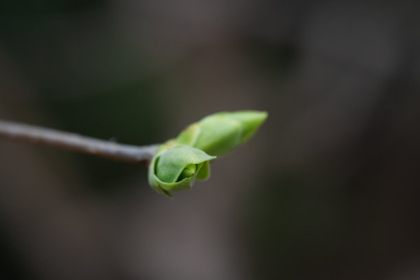树在春天发芽图片下载